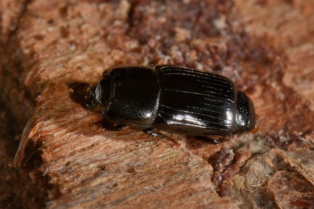 Cylister elongatus (Histeridae)